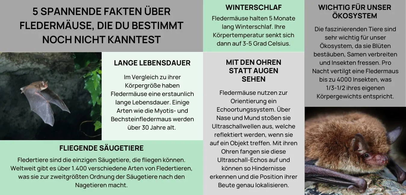 Spannende Fakten über Fledermäuse