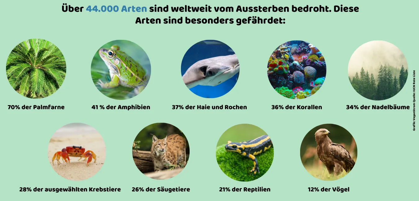 Die Rote Liste verwendet verschiedene Kategorien, um den Gefährdungsgrad von Arten zu klassifizieren, die wir Dir hier aufzeigen.
