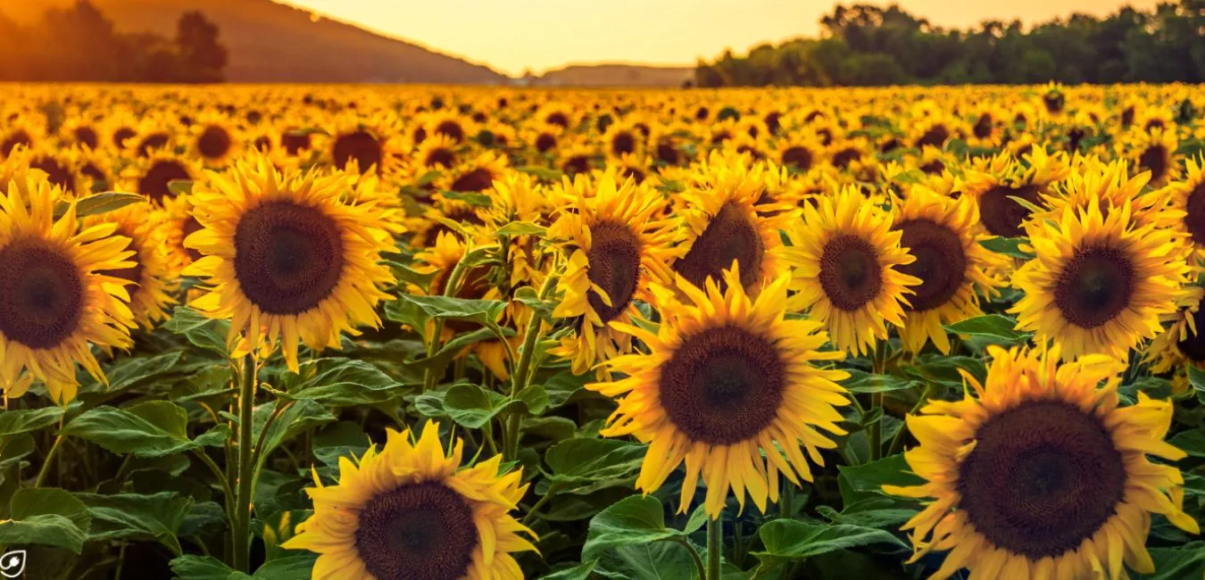 Alles zu Raps- und Sonnenblumenöl hier.