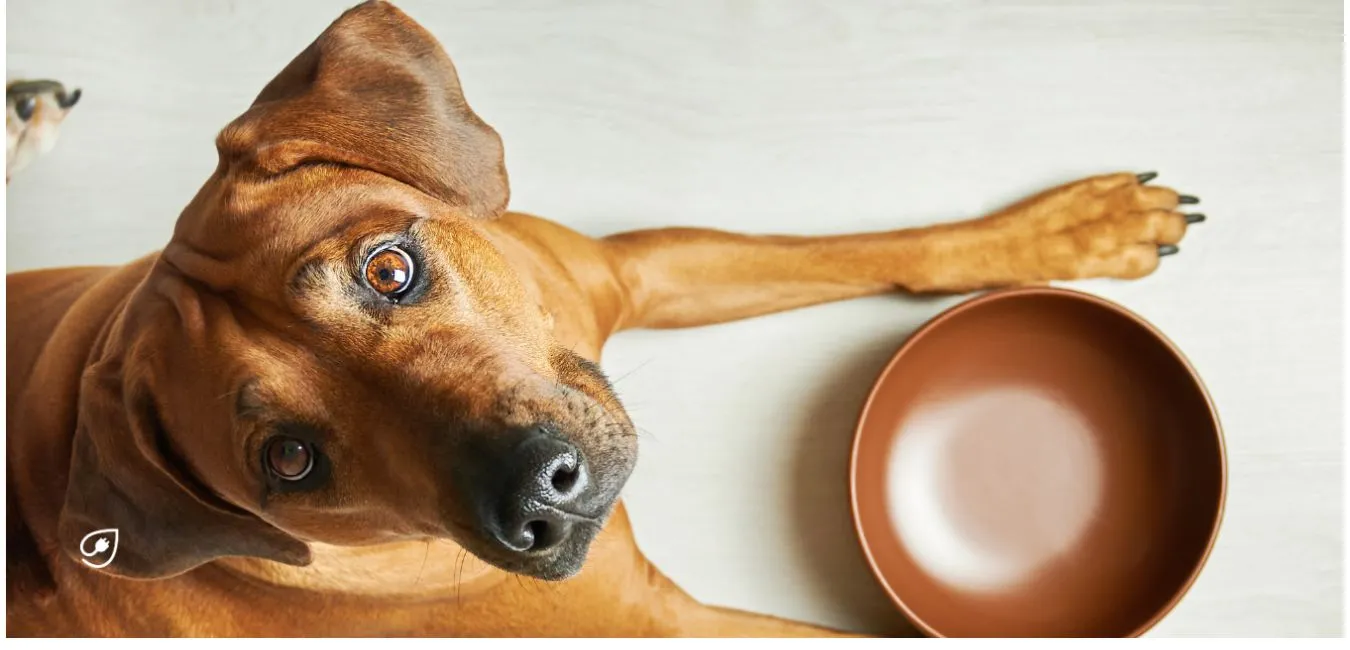 Deinen Hund vegan ernähren.