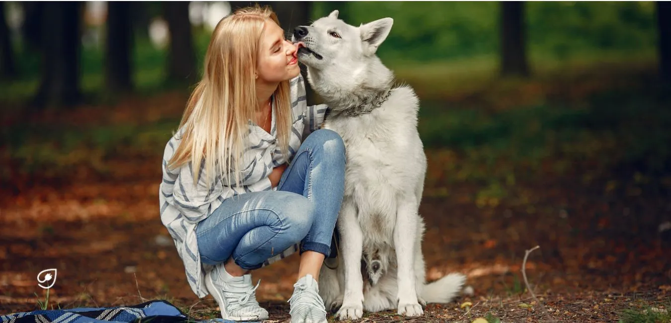 Hund vegan ernähren.