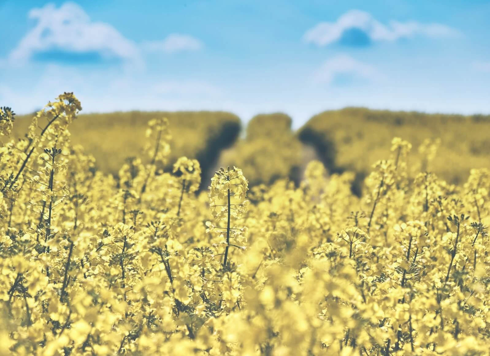 In der Agrarlandschaft besteht ein dramatischer Artenschwund