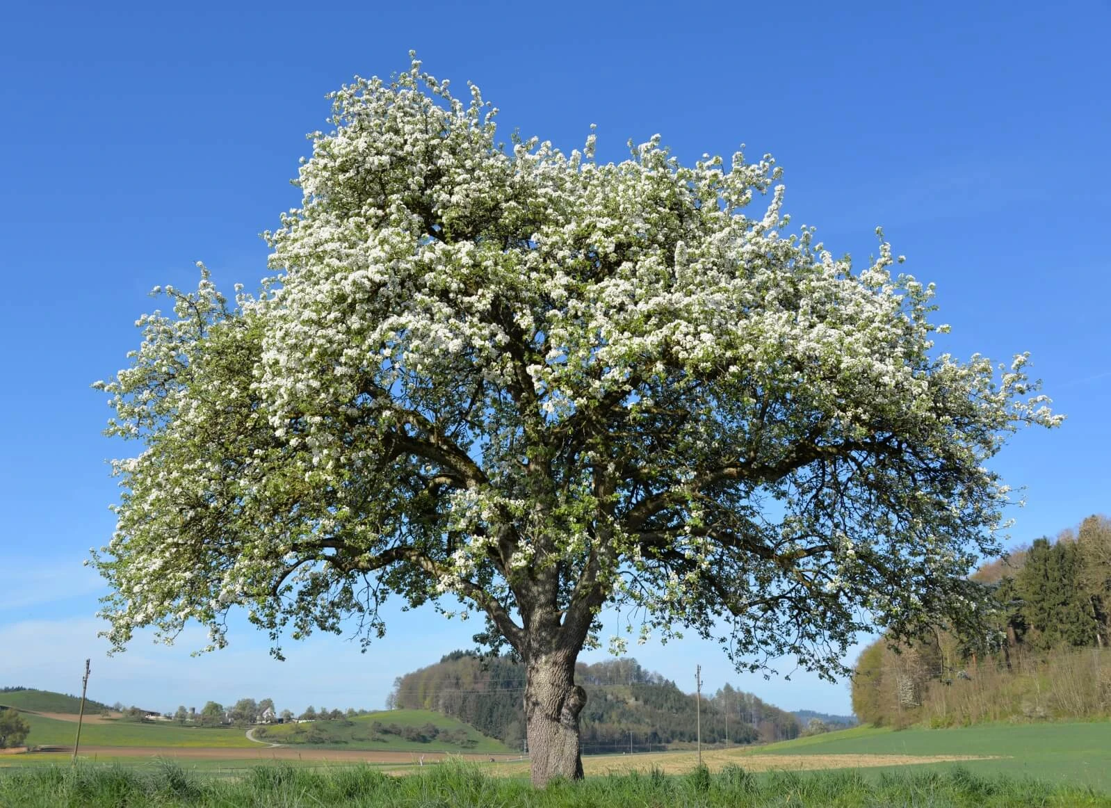 Verschenke einen Baum als nachhaltiges Geschenk