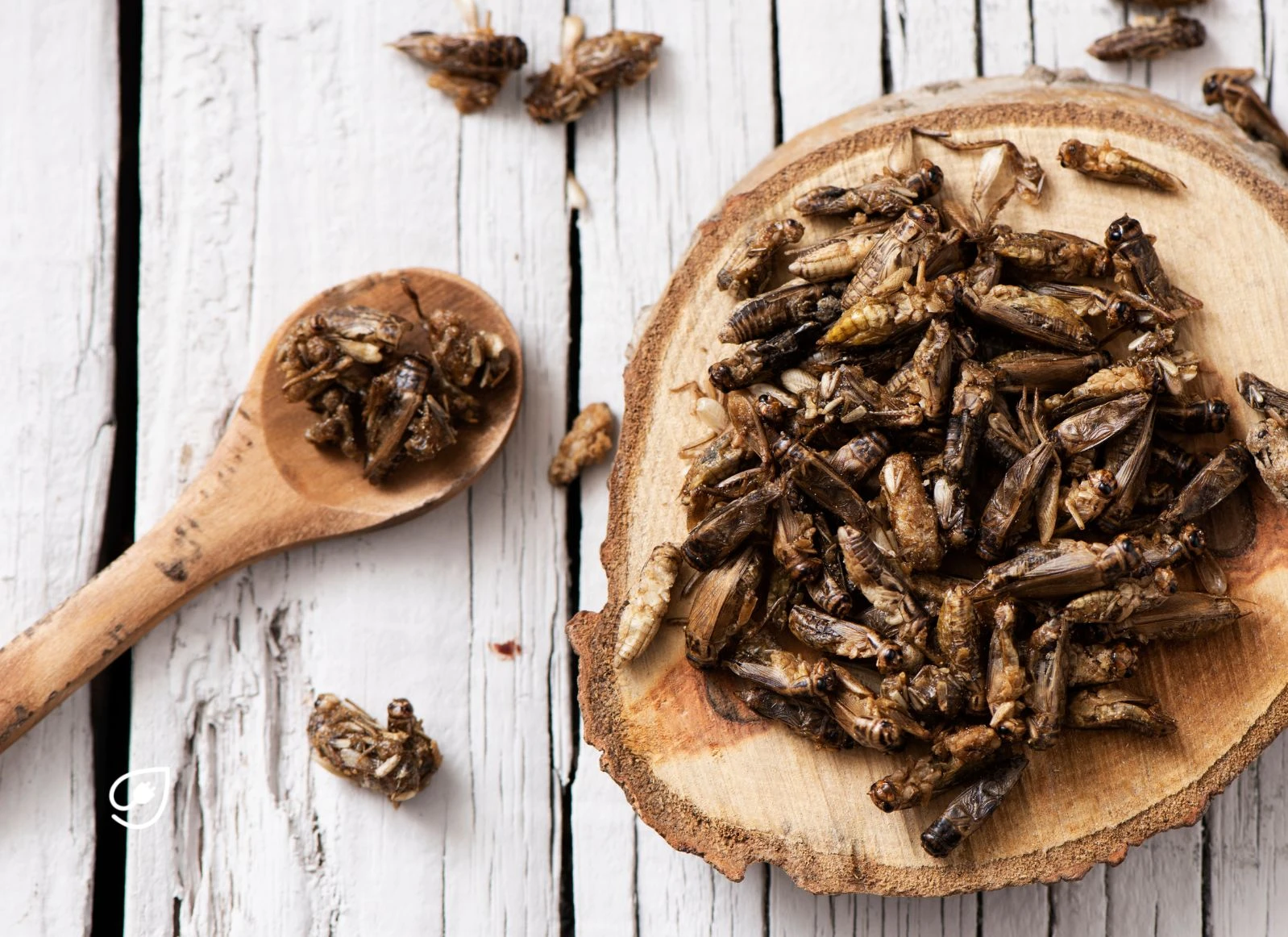 Das musst Du über Insekten in Lebensmitteln wissen