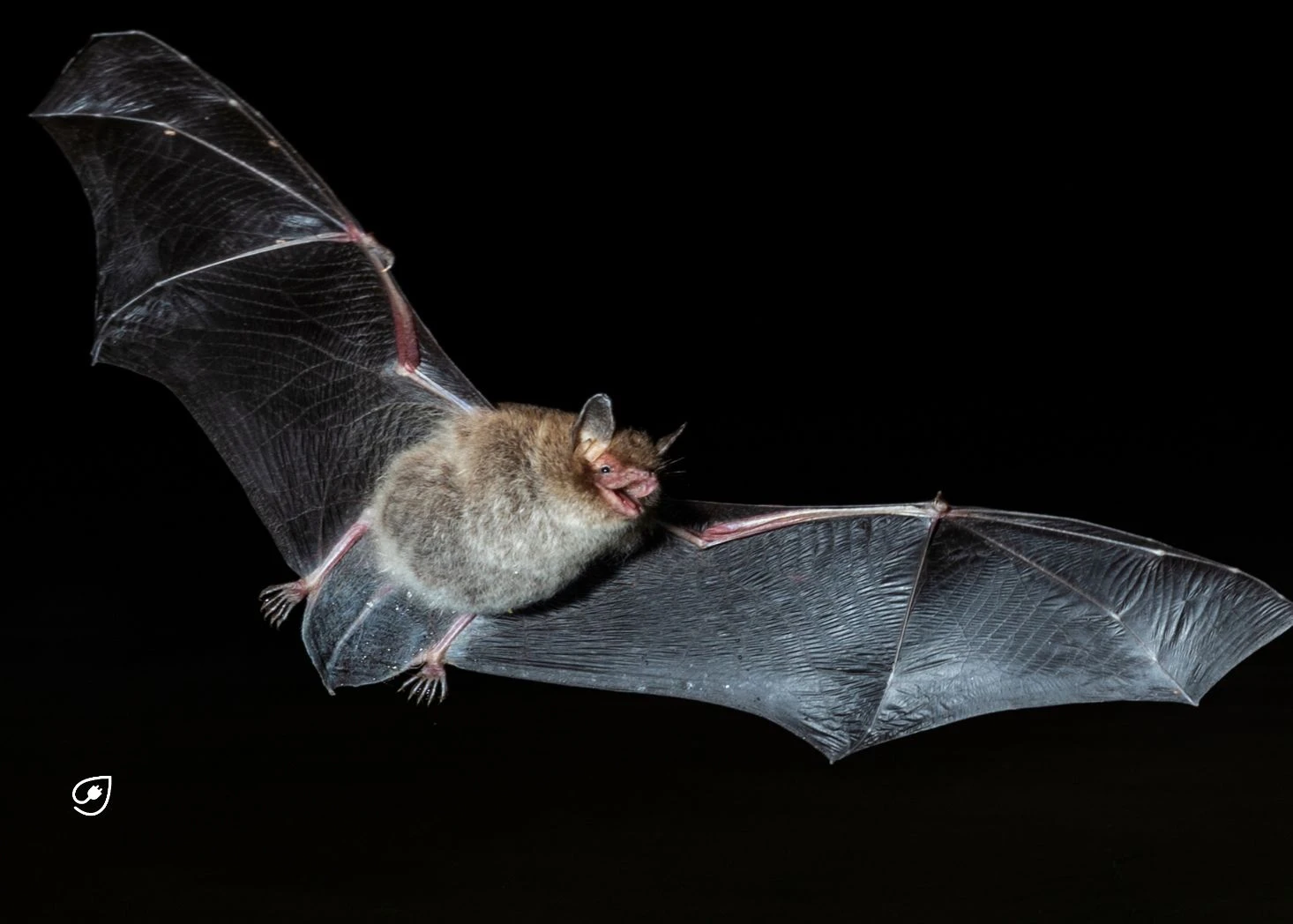 Fledermäuse sind in Gefahr, so können sie geschützt werden