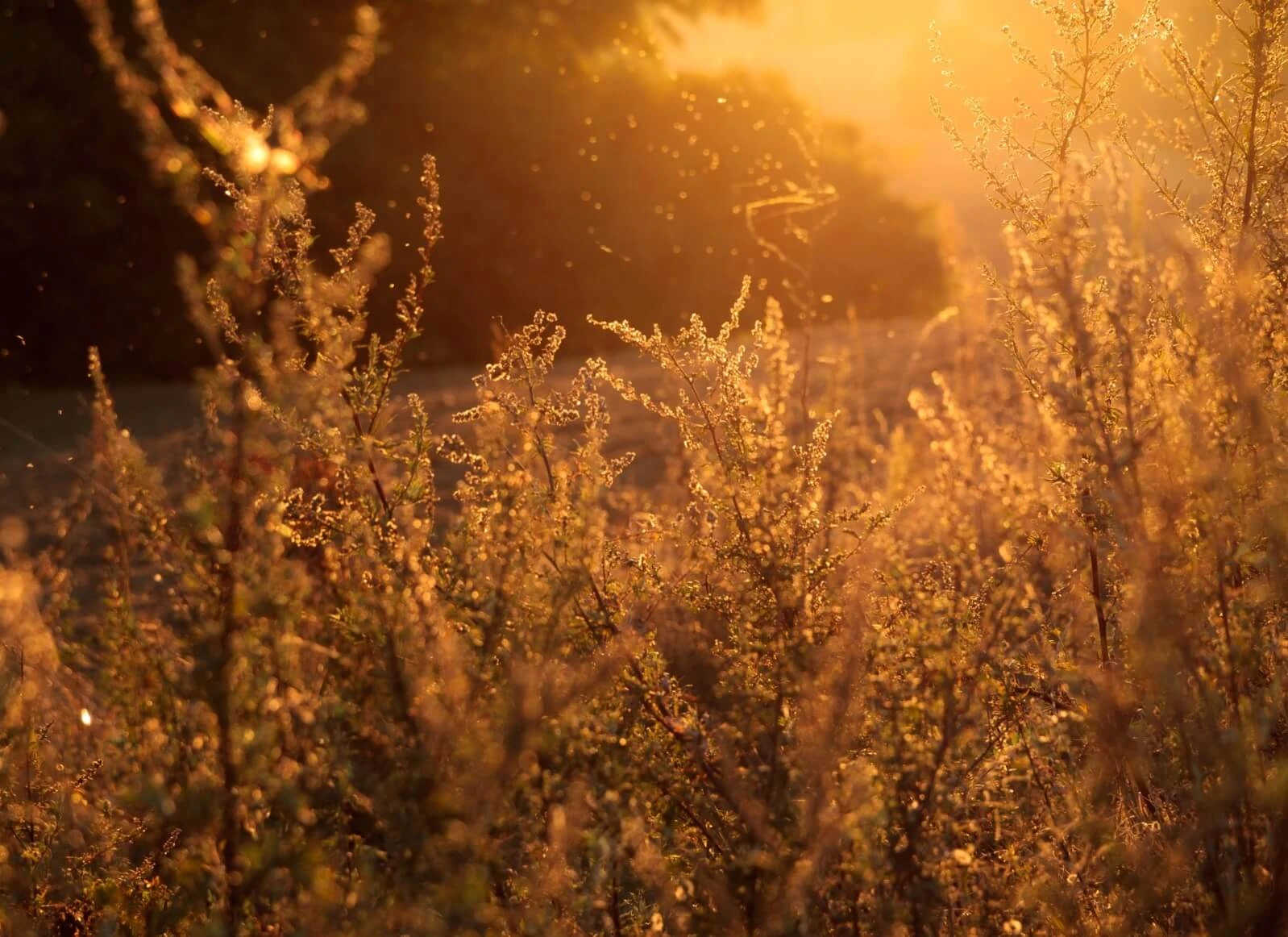 Allergiker und Klimawandel: Das musst Du wissen