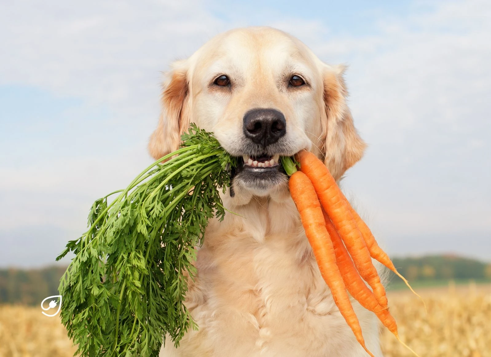So ernährst Du deinen Hund vegan