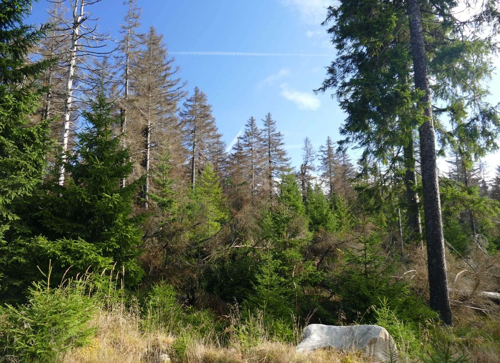 Waldsterben: Das kannst Du tun