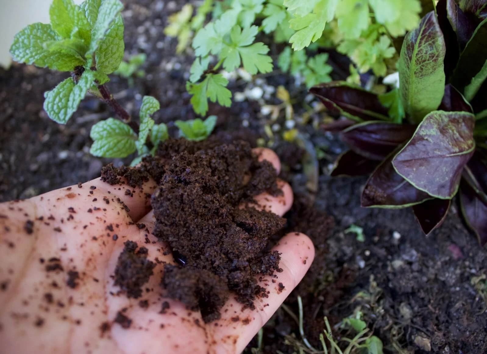 Informiere Dich, wie Du Kaffeesatz für die Pflege Deines Körpers sowie im Haushalt und Garten verwenden kannst!