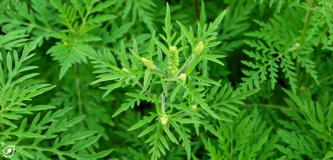 die aus Nordamerika stammende Beifuß-Ambrosie (Ambrosia artemisiifolia) breitet sich zunehmend aus. Sie ist für Allergiker:innen besonders gefährlich, da sie ein fünfmal höheres Allergiepotenzial als beispielsweise Gräserpollen hat. 