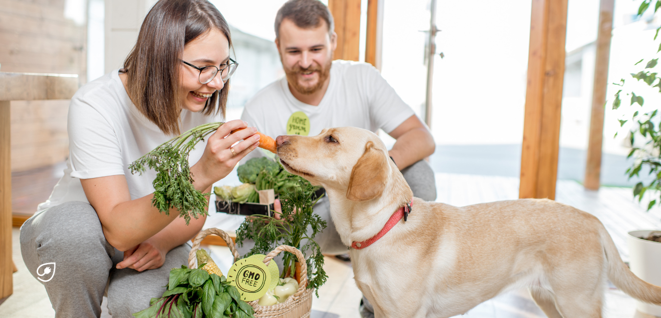 Hund vegan ernähren: Vor- und Nachteile