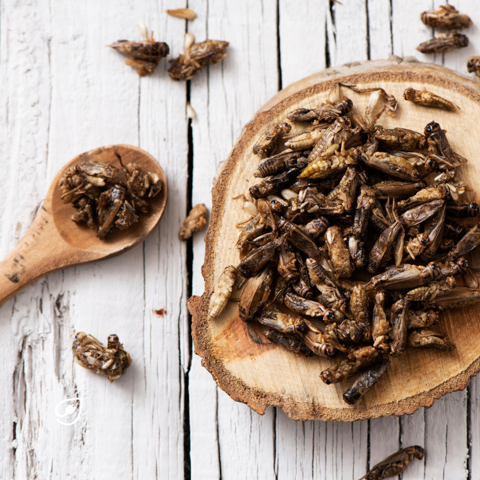 Bei uns erfährst Du mehr über Insekten im Essen.
